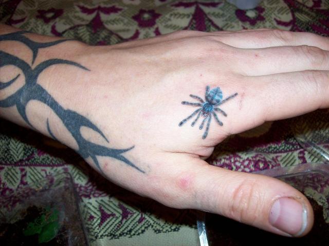 a.versicolor