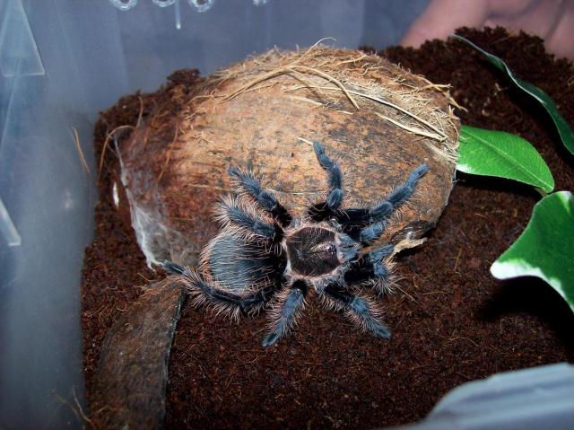 b.albopilosum