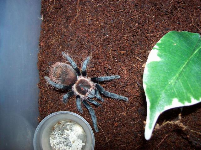 b.vagans