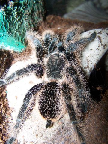 Brachypelma albopilosum