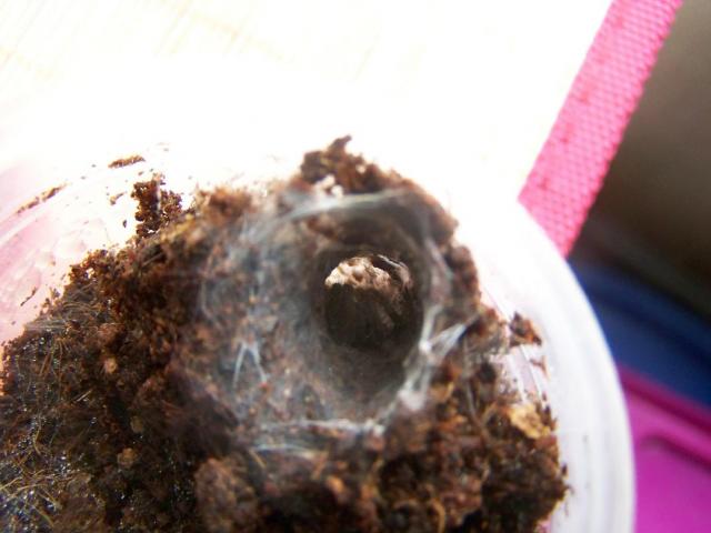 Haplopelma lividum