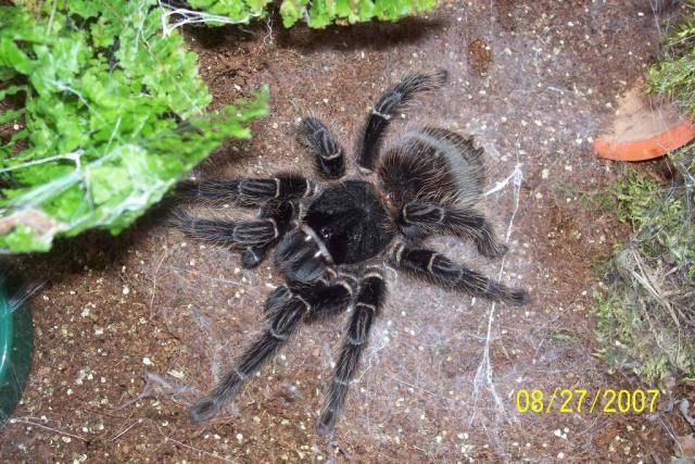 L.parahybana