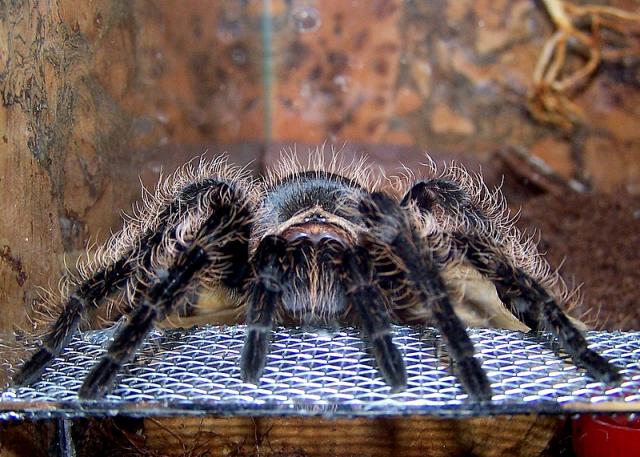 B. albopilosum