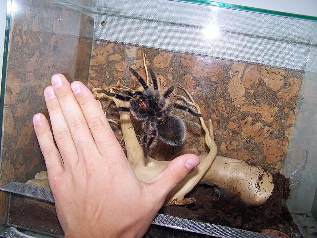 B. albopilosum