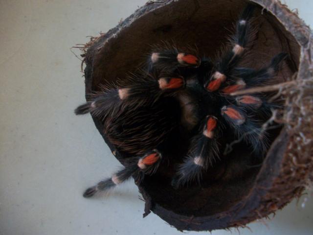 Brachypelma auratum