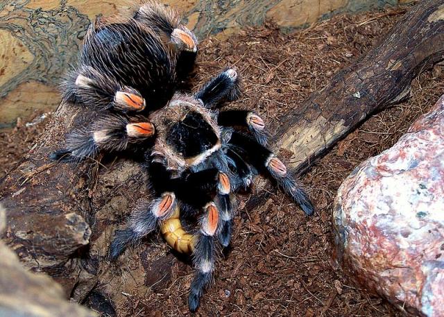 B. smithi