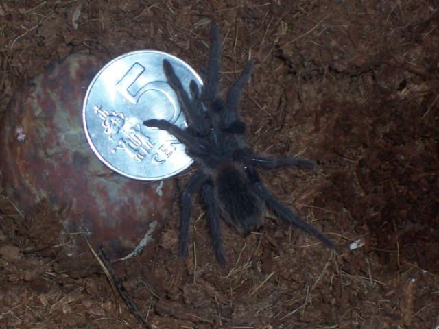 Lasiodora parahybana