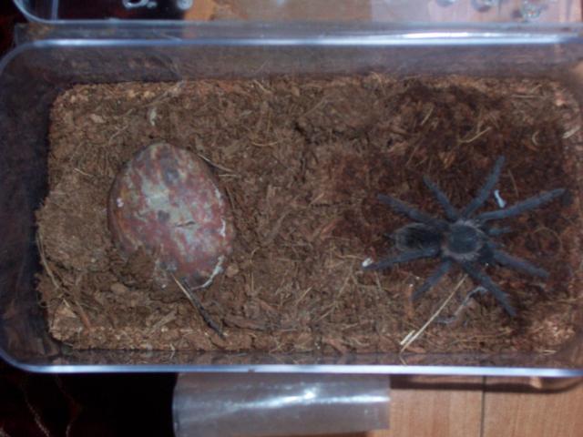 Lasiodora parahybana 2