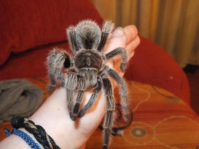 G.r 
