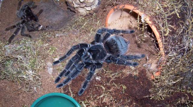Lasiodora parahybana