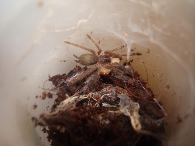 Tapinauchenius Violaceus l2