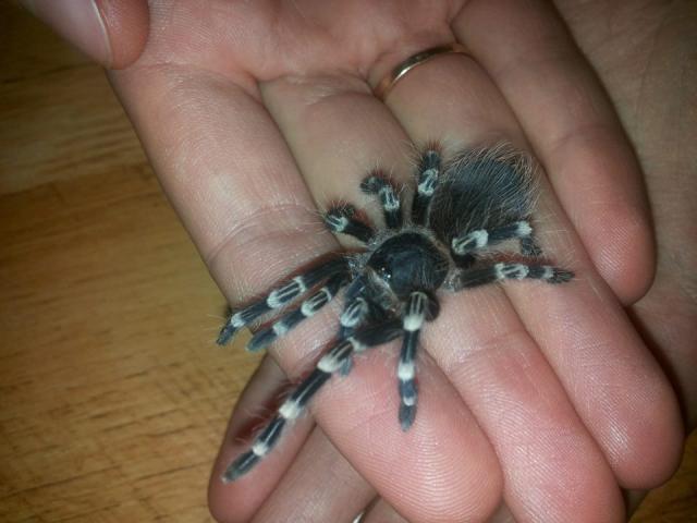 Acanthoscurria geniculate