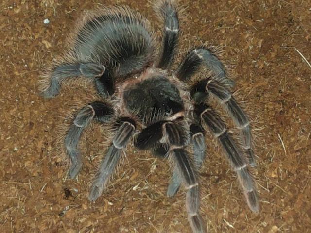 Lasiodora parahybana