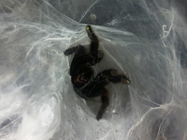Chilobrachys fimbriatus 
