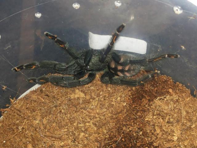 Psalmopoeus irminia