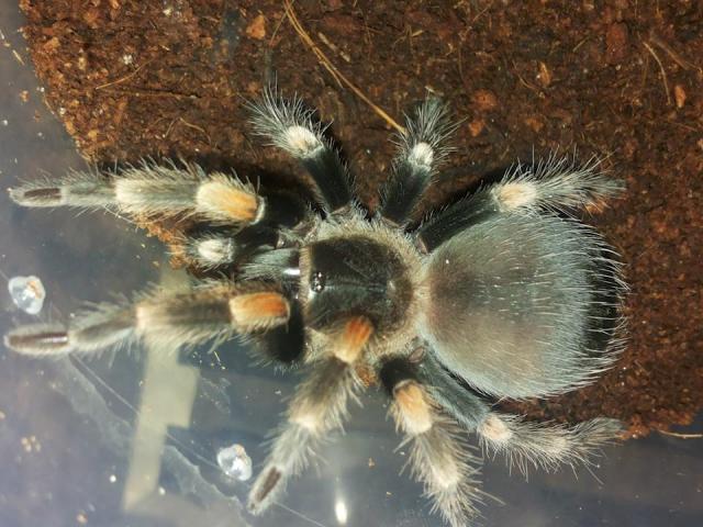 Brachypelma smithi 