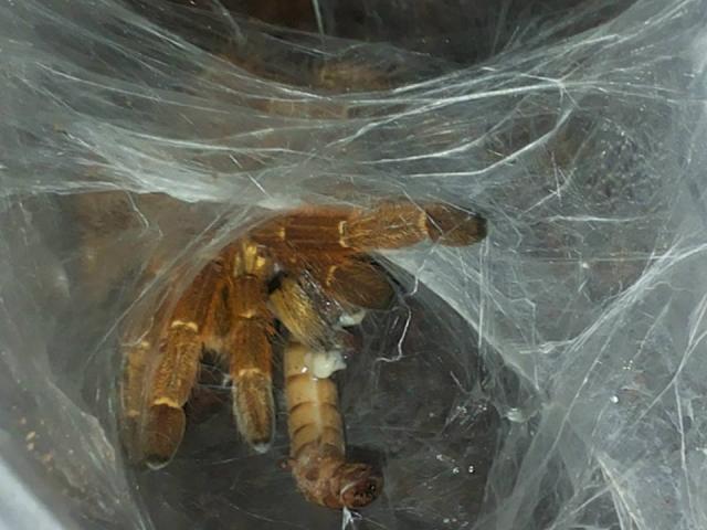 P. murinus usambara 