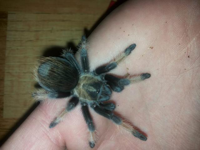 Brachypelma Emilia 