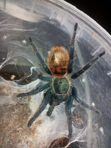 Chromatopelma cyaneopubescens 