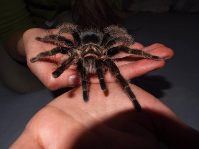Brachypelma albopilosum