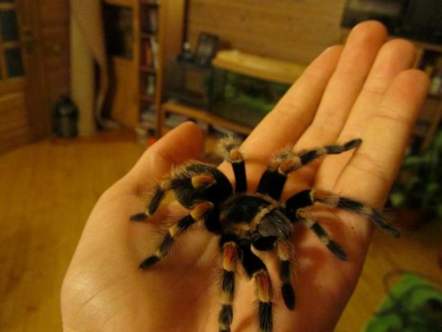 B. smithi