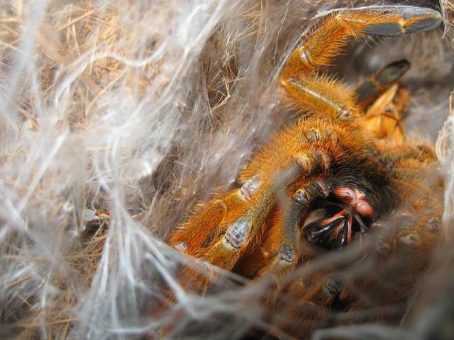 Pterinochilus murinus