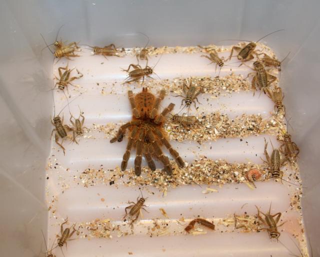 Pterinochilus sp. usambara