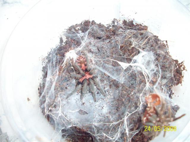 Da. fasciatus