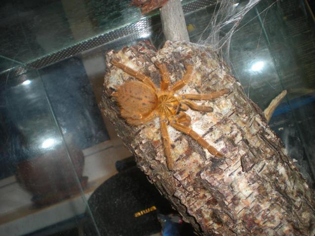 P. murinus