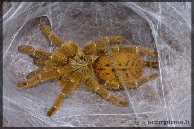 Pterinochilus murinus