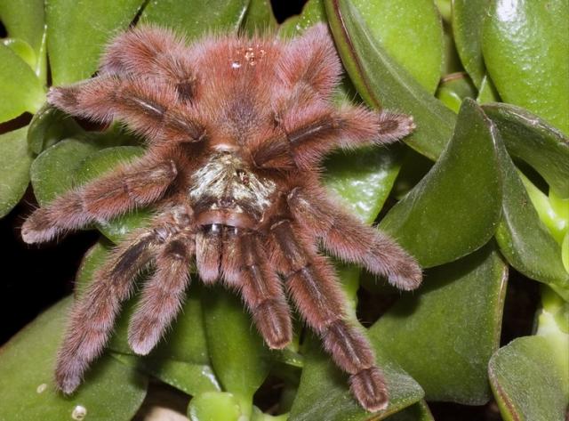 A. versicolor