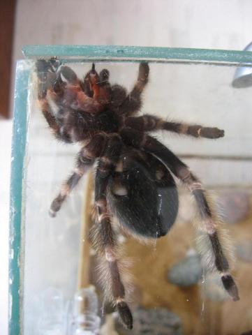 B. Smithi