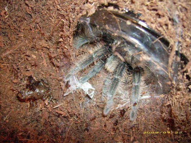 Bufo bufo vs Brachypelma albopilosum