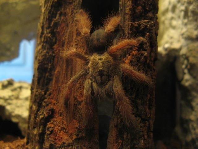 Psalmopeus Pulcher