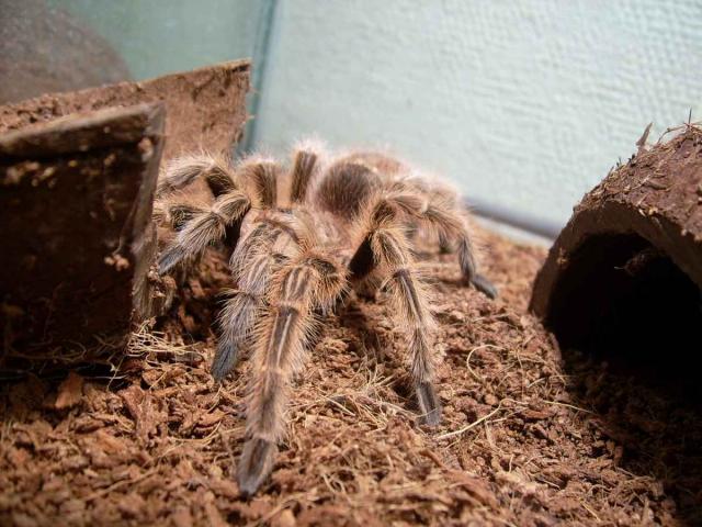 grammostola rosea
