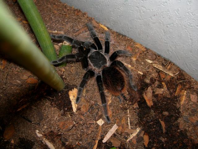 Vagans