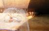 20080819-105805_t1.jpg