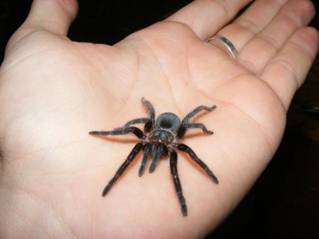 Brachypelma albopilosum