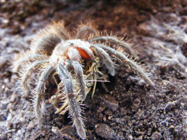 Brachypelma albopilosum