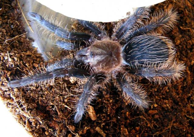 Brachypelma albopilosum