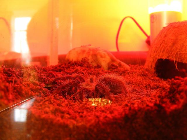 Brachypelma albopilosum