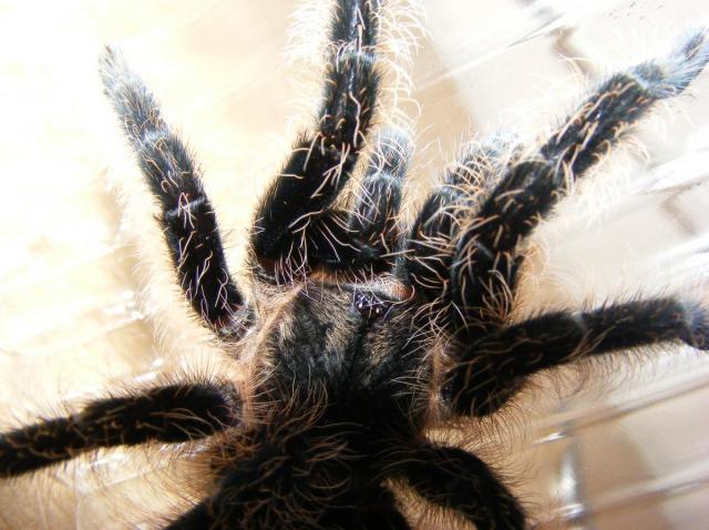 Brachypelma Albopilosum