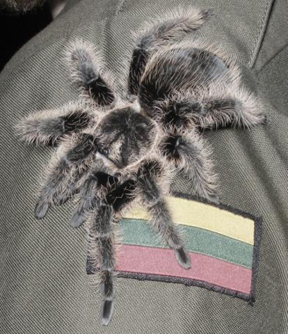 Brachypelma Albopilosum L10