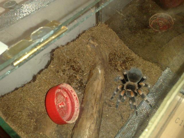 B. smithi