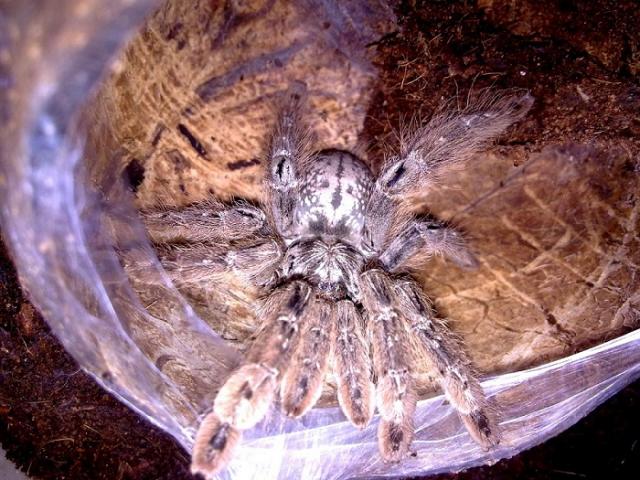 H. Maculata