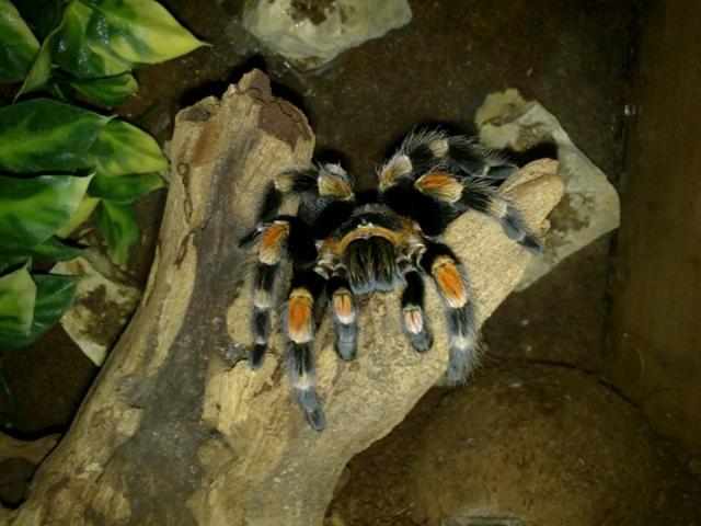 B.Smithi