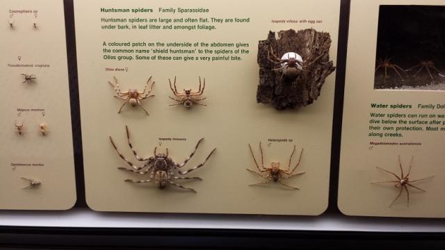 Huntsman spider. Teko ne karta susitikt akis i aki :)