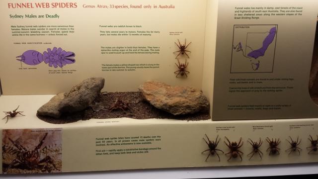 Funnel Web Spider