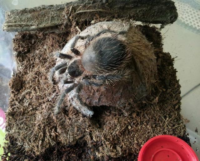 L. parahybana
