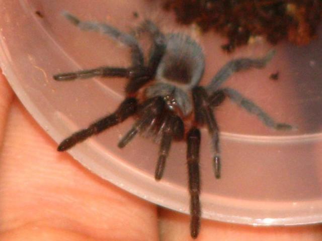 b. epicureanum